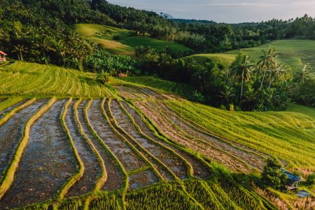 Téléchargez les photos : Aerial view of green rice terraces with morning light. Countryside in Bali island. - en image libre de droit