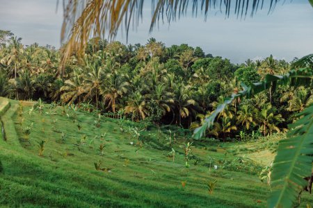 Téléchargez les photos : Rise terraces with coconut palm trees in tropical Bali island and morning sun light - en image libre de droit