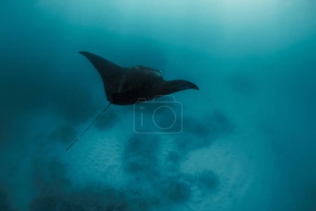 Manta ray swimming freely in open ocean. Giant manta ray floating underwater in the tropical ocean