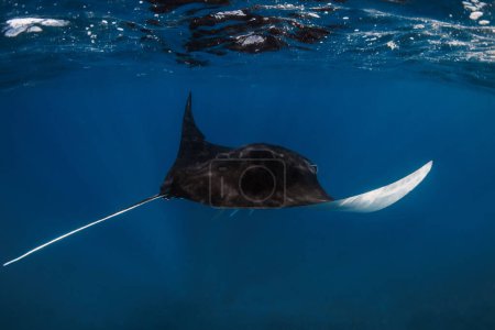 Giant manta ray fish glides in transparent ocean. Snorkeling with big fish in blue ocean