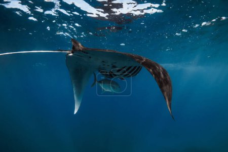 Manta ray fish glides in ocean. Snorkeling with giant fish in blue ocean