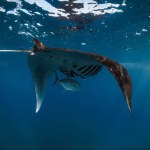 Manta ray fish glides in ocean. Snorkeling with giant fish in blue ocean