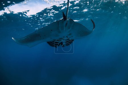 Foto de Manta ray fish glides in ocean. Snorkeling with giant fish in blue ocean - Imagen libre de derechos