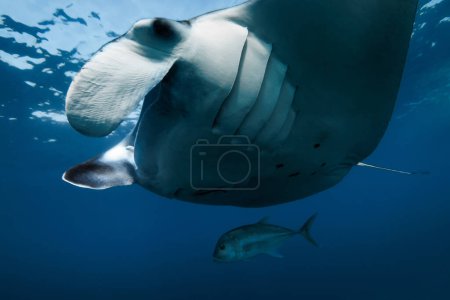 Téléchargez les photos : Close up view of giant manta ray fish. Big fish in blue ocean - en image libre de droit