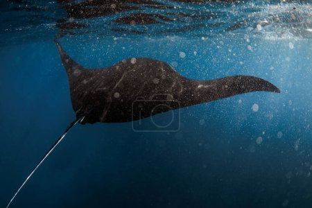 Téléchargez les photos : Giant manta ray fish glides in ocean. Snorkeling with big fish in blue ocean - en image libre de droit