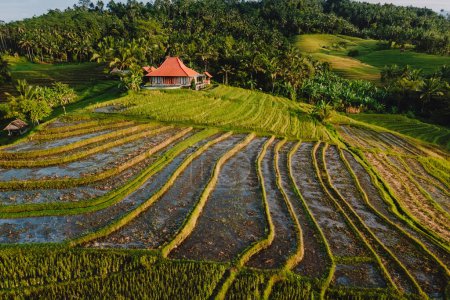 Photo for Aerial view of rice terraces with warm morning sunlight. Countryside with fields in Bali island. - Royalty Free Image