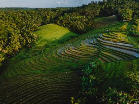 Téléchargez les photos : Terrasses de riz avec forêt tropicale et soleil du matin. Campagne avec champs sur l'île de Bali. Vue aérienne - en image libre de droit