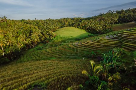 Téléchargez les photos : Vue aérienne des terrasses de riz et des palmiers avec lumière du soleil du matin. Campagne avec champs à Bali île. - en image libre de droit