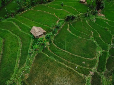 Téléchargez les photos : Terrasses de riz avec maison locale dans un endroit pittoresque sur le nord de Bali. Campagne avec rizières sur l'île de Bali. Vue aérienne - en image libre de droit