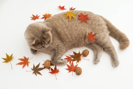 Photo for Scottish straight cat with autumnal fall leaves. Scottish cat on white background - Royalty Free Image