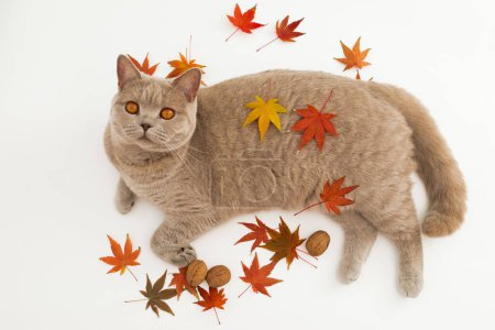 Photo for Scottish cat on white background look at camera. Scottish cat with autumnal fall leaves - Royalty Free Image