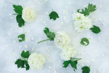 Téléchargez les photos : Hortensia blanc fleurs sur fond gris. Plat, Vue sur le dessus - en image libre de droit
