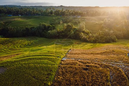 Téléchargez les photos : Vue aérienne des terrasses de riz avec lever du soleil matinal. Campagne à Bali île. - en image libre de droit