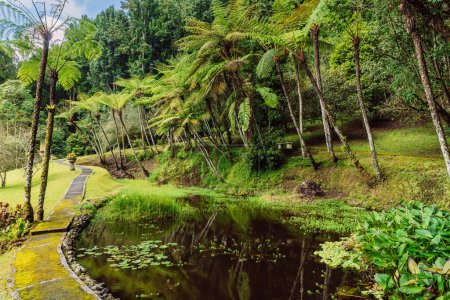 Téléchargez les photos : Lac dans le jardin botanique tropical avec de grands arbres et fougères en arrière-plan. Jardin botanique de Bali, Indonésie. - en image libre de droit