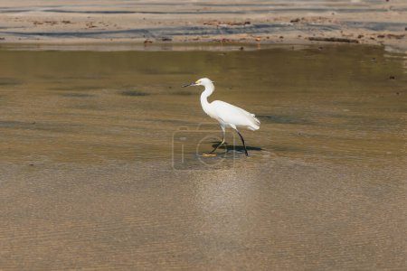 Téléchargez les photos : Oiseau blanc à la plage avec lumière du soleil à Florianopolis, Brésil - en image libre de droit