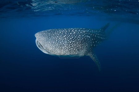 Photo for Whale shark in deep blue ocean. Giant Whale shark swimming underwater - Royalty Free Image