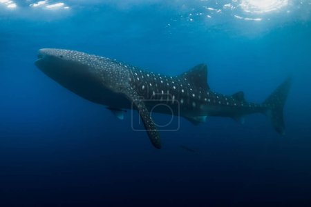 Tiburón ballena es un pez más grande en el océano.