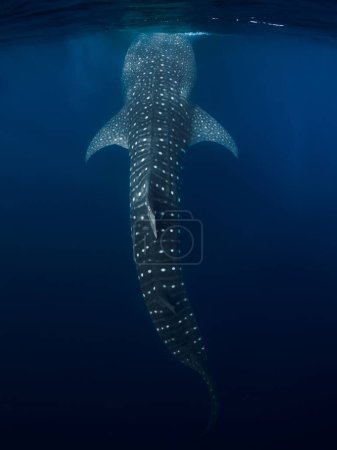 Photo for Whale shark in blue ocean. Giant shark swimming underwater - Royalty Free Image