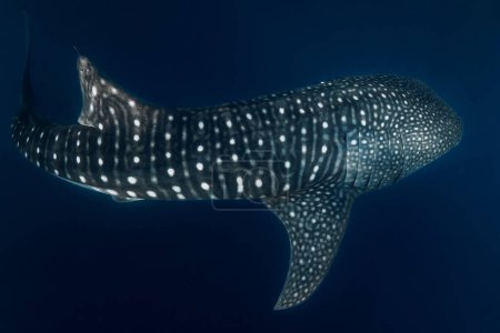 Foto de Tiburón ballena en el océano azul profundo. Peces gigantes nadando en mar abierto. - Imagen libre de derechos