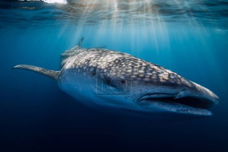 Photo for Underwater wide angle shot of a Whale Shark swimming in blue ocean with sun rays - Royalty Free Image