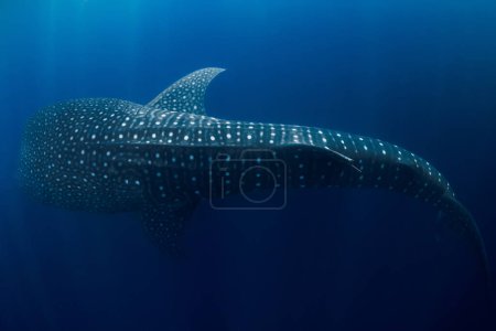 Téléchargez les photos : Requin baleine nageant dans l'océan bleu. Formidables motifs de taches des plus grands poissons du monde. - en image libre de droit