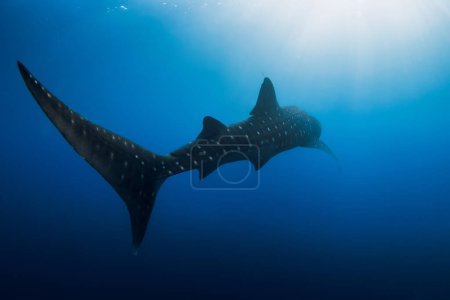 Photo for Whale shark in deep blue ocean. Silhouette of giant shark swimming underwater - Royalty Free Image