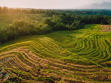 Téléchargez les photos : Vue aérienne des terrasses de riz vert aux tons chauds du lever du soleil. Campagne à Bali île. - en image libre de droit
