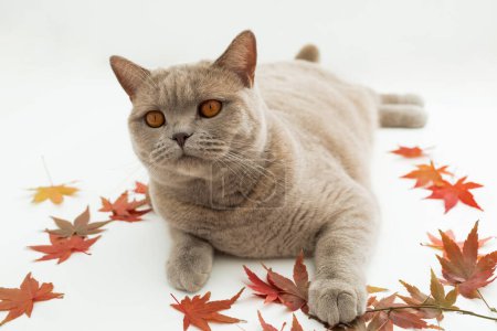 Photo for Cute Scottish cat on white background. Scottish cat with autumnal fall leaves - Royalty Free Image