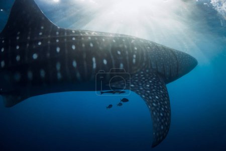 Photo for Underwater view of whale shark swimming in blue ocean with sun light - Royalty Free Image