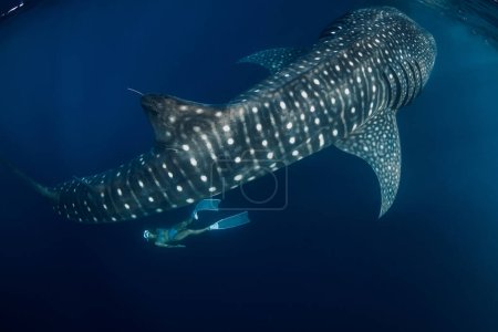 Foto de Tiburón ballena gigante y mujer en el océano profundo. Tiburón nadando bajo el agua y hermosa dama en las profundidades - Imagen libre de derechos