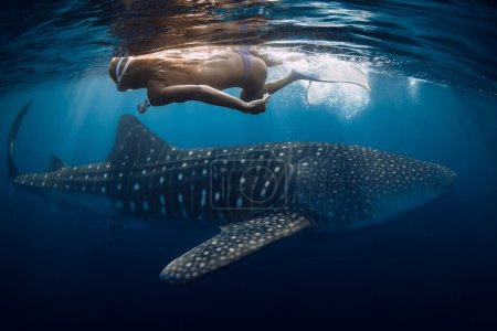 Téléchargez les photos : Requin baleine et jeune femme avec caméra dans l'océan bleu. - en image libre de droit
