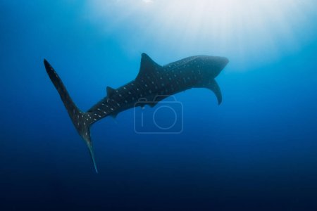 Téléchargez les photos : Requin baleine dans l'océan bleu profond. Silhouette de requin géant nageant sous l'eau - en image libre de droit