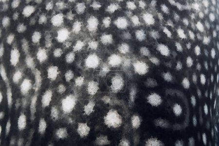 Foto de Formas orgánicas patrón sin costuras. Tiburón ballena piel impresión textura. - Imagen libre de derechos
