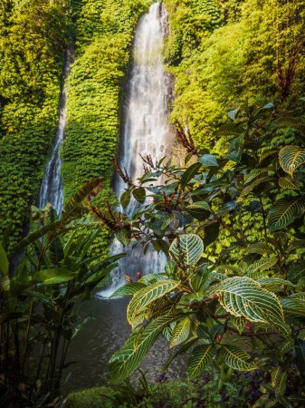 Photo for Scenic waterfall and exotic plants in tropics. Jungle cascade waterfall in tropical rainforest - Royalty Free Image