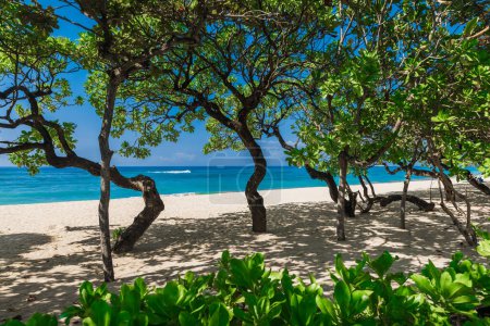 Foto de Playa de lujo con árboles tropicales, arena y tranquilo océano azul. Banner de vacaciones tropicales - Imagen libre de derechos