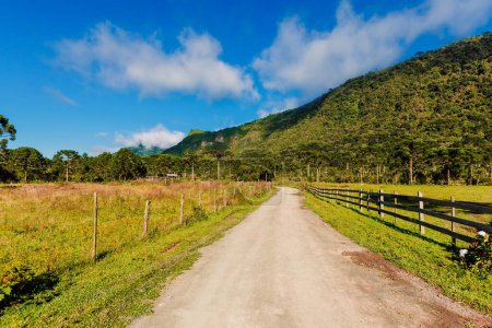 Téléchargez les photos : Route avec paysage rural avec araucaria à Santa Catarina, Brésil. - en image libre de droit