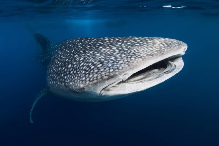 Foto de Captura submarina de un tiburón ballena gigante con patrones de manchas en el océano azul - Imagen libre de derechos