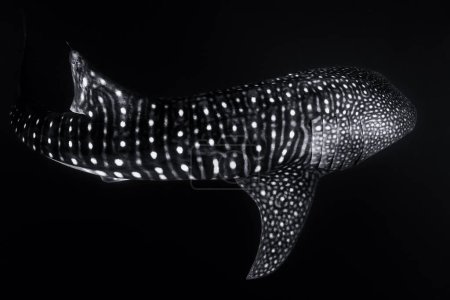 Téléchargez les photos : Requin baleine dans les profondeurs de l'océan. Poissons géants nageant en haute mer tropicale. - en image libre de droit
