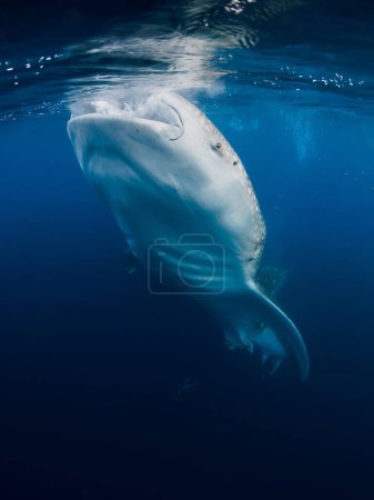 Téléchargez les photos : Requin baleine mangeant du plancton dans l'océan bleu. Requin baleine géante nageant sous l'eau - en image libre de droit