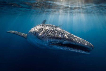 Foto de Captura submarina de un tiburón ballena gigante en el océano azul con rayos de sol - Imagen libre de derechos