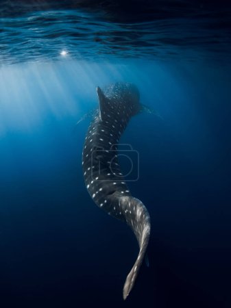 Cola de tiburón ballena en océano azul profundo. Silueta de tiburón gigante nadando bajo el agua