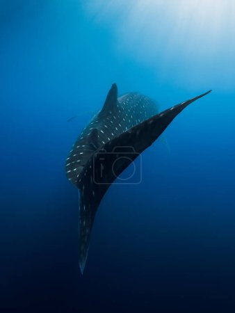 Photo for Whale shark tail in deep blue ocean. Silhouette of giant shark swimming underwater - Royalty Free Image