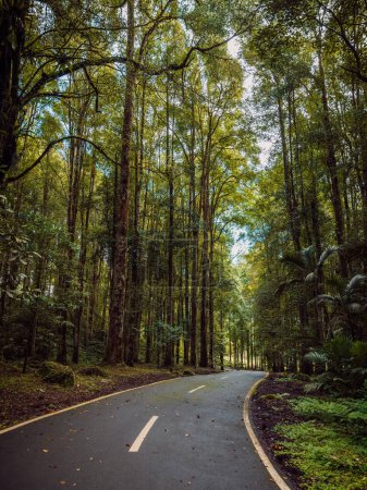 Photo for Tropical botanic garden with wild bali forest and road in Bali, Indonesia. - Royalty Free Image