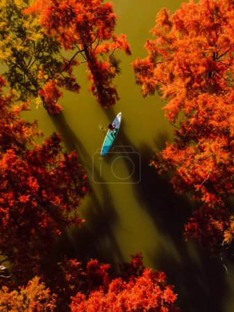 Téléchargez les photos : Arbres taxodiques à l'automne avec voyageur debout planche à pagaie au bord du lac. Vue aérienne - en image libre de droit