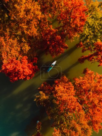Téléchargez les photos : Voyageur debout planche à pagaie au bord du lac avec des arbres Taxodium en automne. Vue aérienne - en image libre de droit