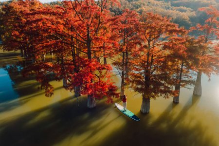 Téléchargez les photos : Voyageur nager sur stand up paddle board au bord du lac avec des arbres Taxodium - en image libre de droit