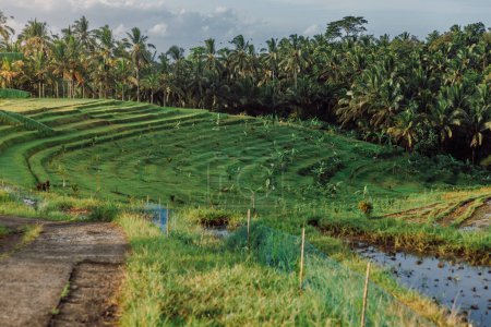 Téléchargez les photos : Paysage rural avec terrasses et palmiers dans l'île tropicale de Bali et lumière du soleil - en image libre de droit