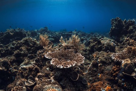 Téléchargez les photos : Tranquille scène sous-marine avec des coraux. Mer tropicale avec eau bleue transparente - en image libre de droit