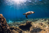 Turtle glides underwater in transparent blue ocean. Sea turtle swimming in sea hoodie #671616674