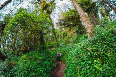 Foto de El árbol más grande en la selva tropical y excursionista mujer en el sendero en Bali - Imagen libre de derechos